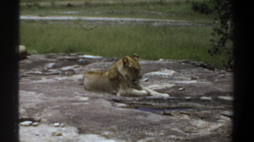 1969 Khartoum 8mm frame showing a lioness reclining on a weathered rock inside a grassy enclosure.