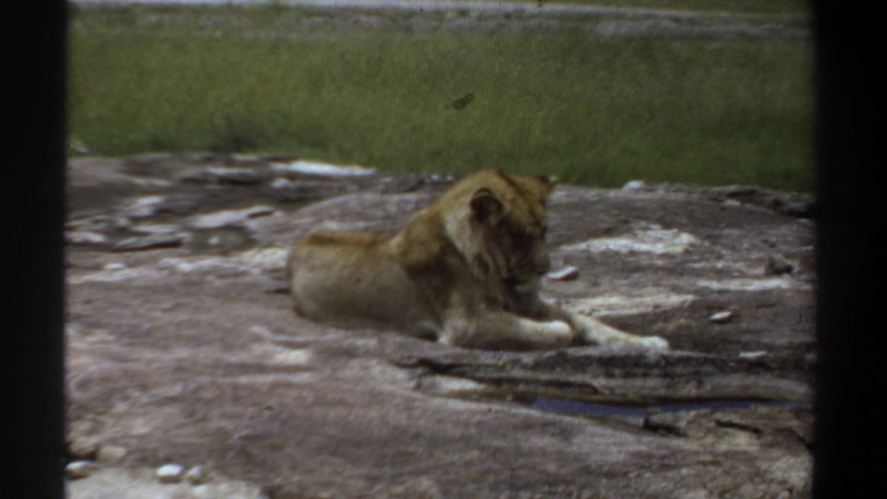 1969 Khartoum 8mm frame showing a lioness resting on rock, viewed through dark vertical bars with green grass in the background.
