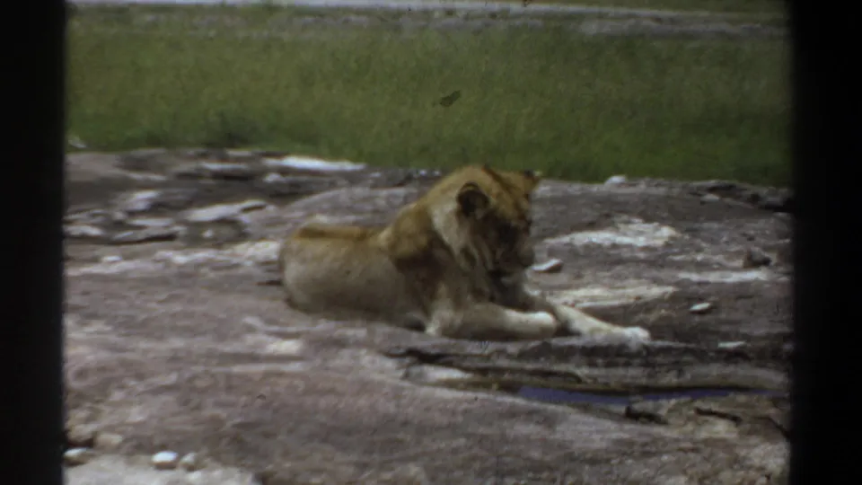 1969 Khartoum 8mm frame showing a lioness resting on rock, viewed through dark vertical bars with green grass in the background.