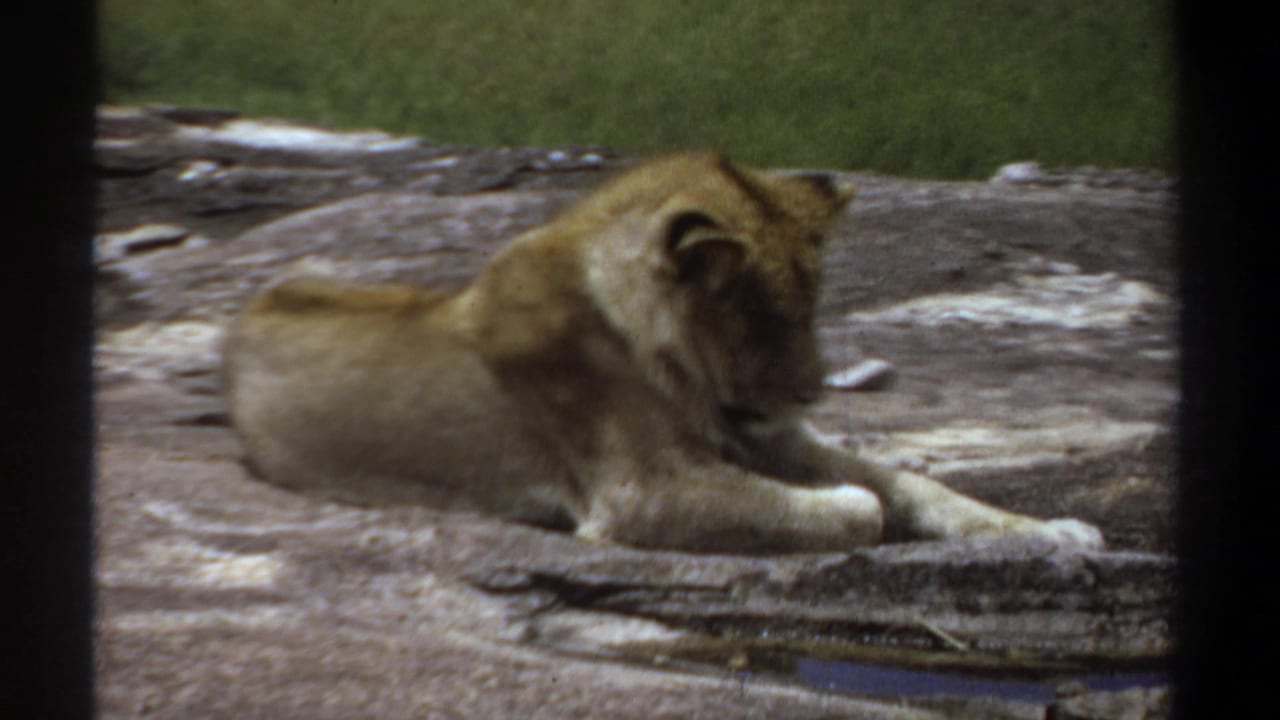 Closer view of a lioness lying with front paws extended on layered rock.