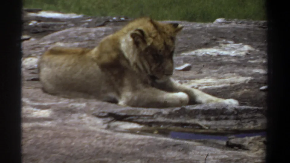 Close 8mm view from Khartoum in 1969 showing a lioness lying on rock, her head lowered as if drowsy.