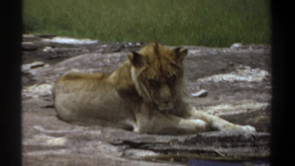 1969 Khartoum 8mm still of a lioness resting on a rocky surface, partly turned toward the camera with grass behind her.