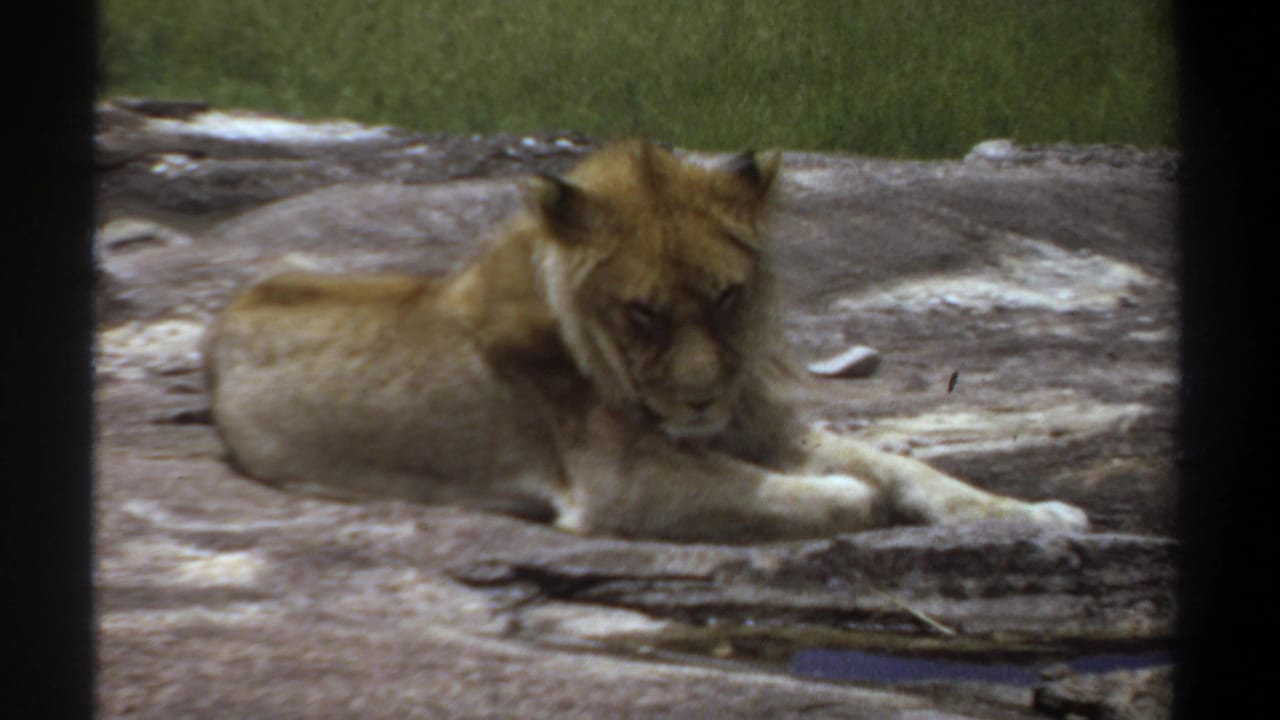 1969 Khartoum zoo home-movie frame showing a young lion resting on rock with grass behind and bars in the foreground.
