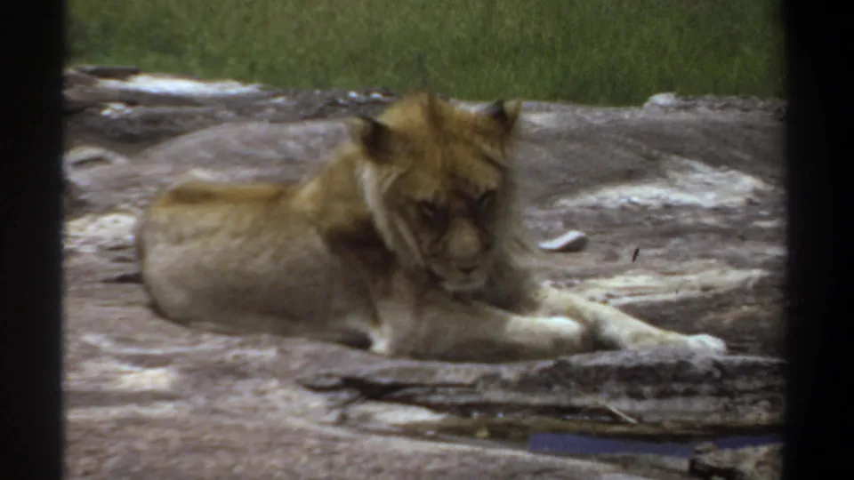 1969 Khartoum zoo home-movie frame showing a young lion resting on rock with grass behind and bars in the foreground.