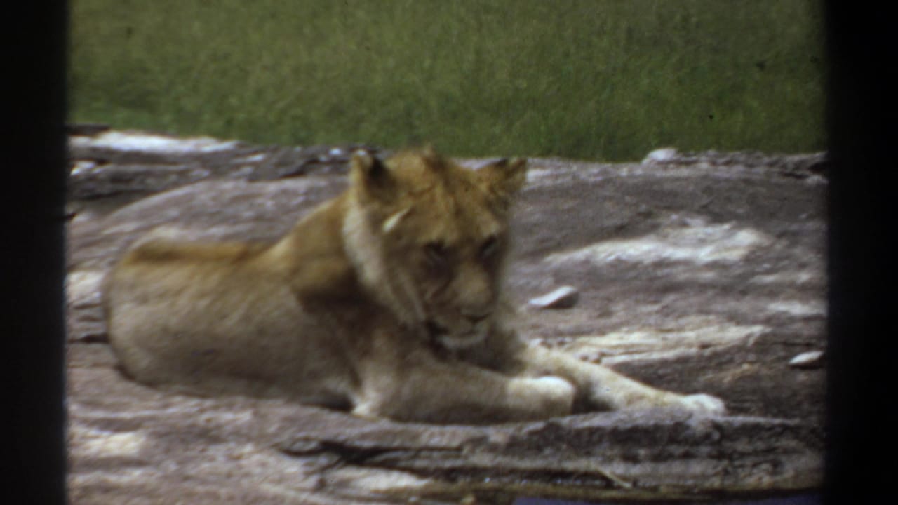 Lion resting with head lowered on a rocky surface behind foreground bars.