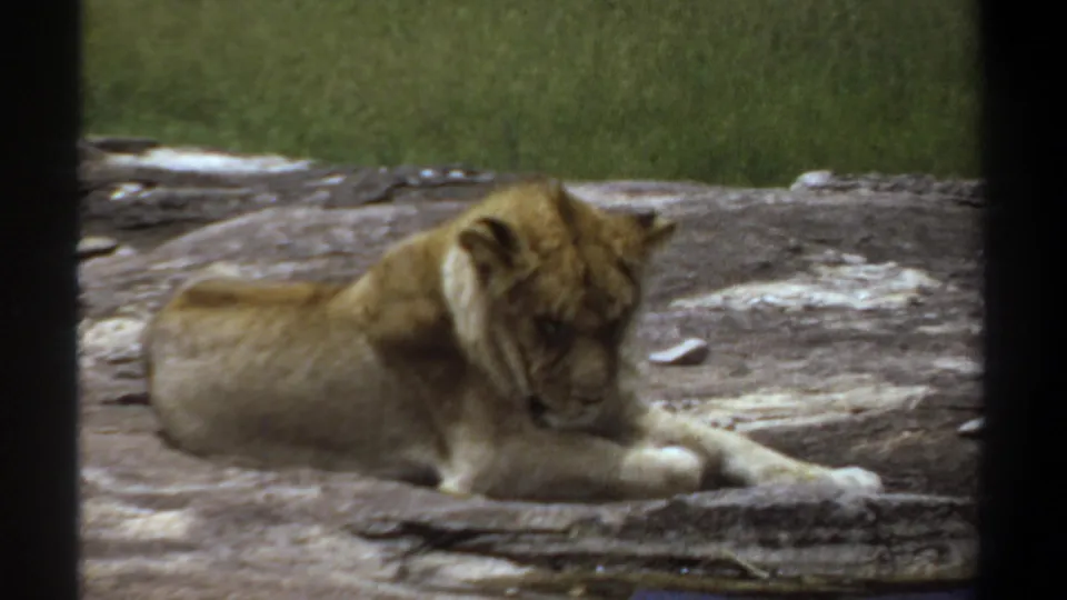 In this 1969 Khartoum zoo frame, the lion lies on a pale rock surface with soft grain and dark bars at the edges.