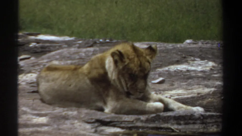 1969 Khartoum zoo home-movie frame showing the resting lion turned slightly away, with grass and enclosure bars visible.