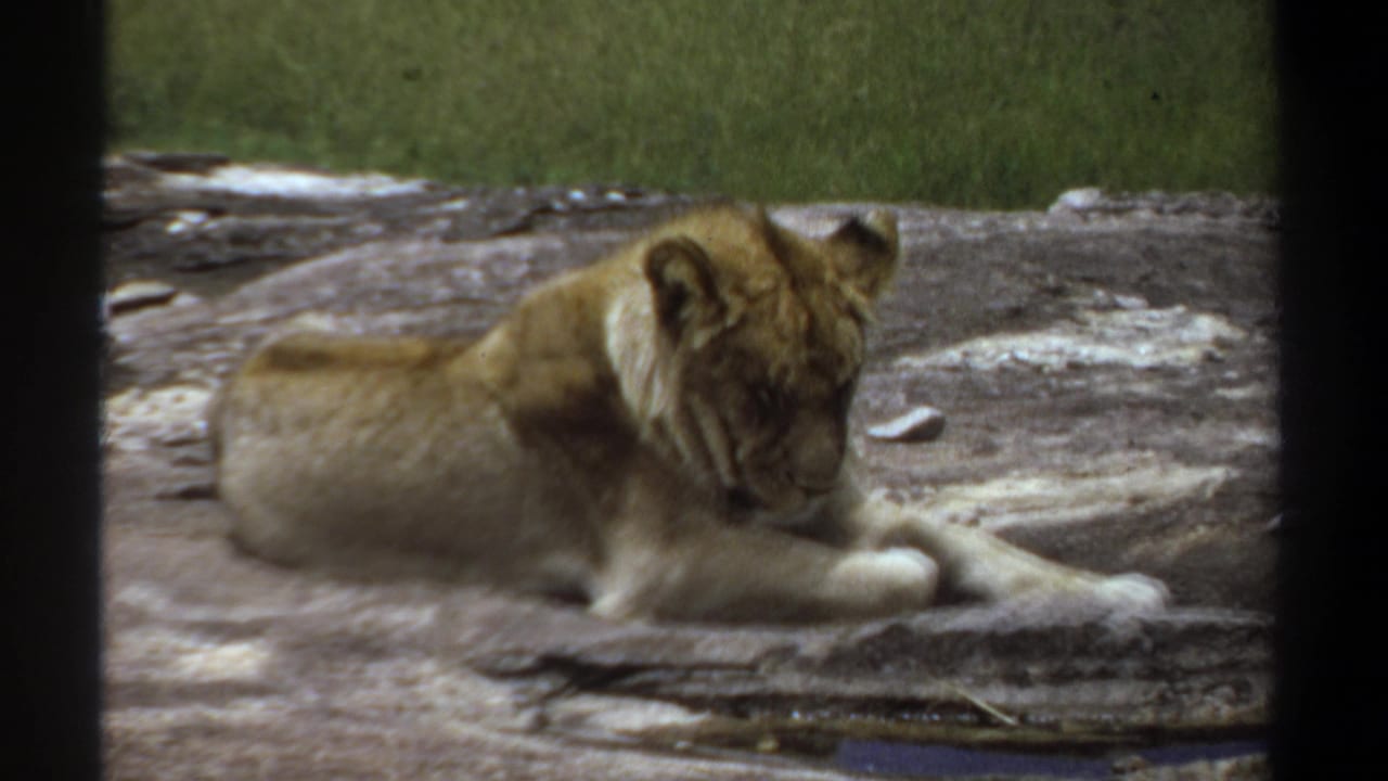 1969 Khartoum 8mm frame of a lioness lying on a rock surface, seen through dark vertical edges with green enclosure background.