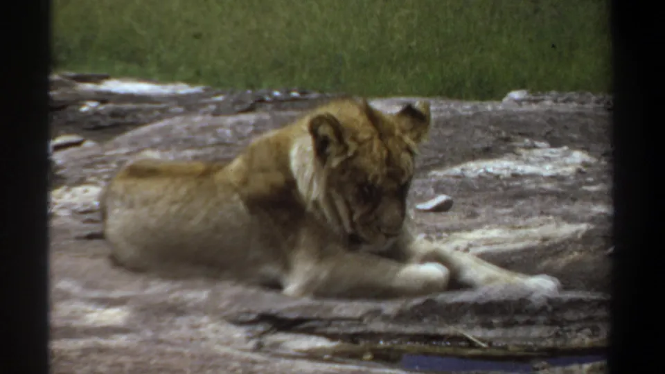 1969 Khartoum 8mm frame of a lioness lying on a rock surface, seen through dark vertical edges with green enclosure background.