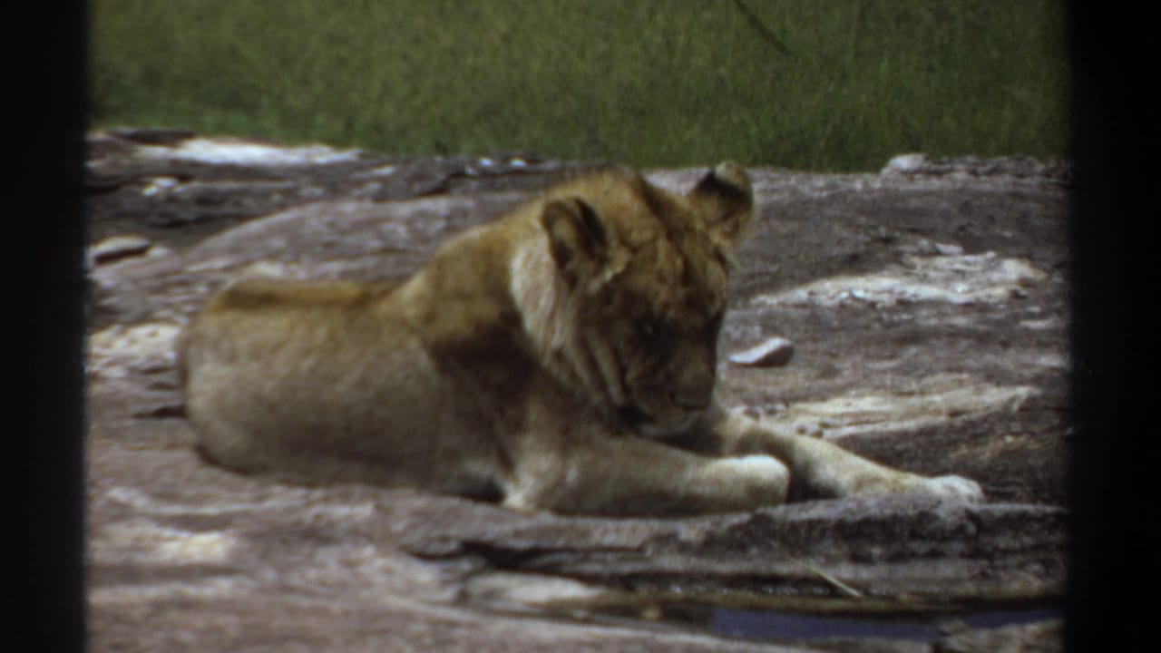 Lioness remains stretched on a rock with her head lowered.