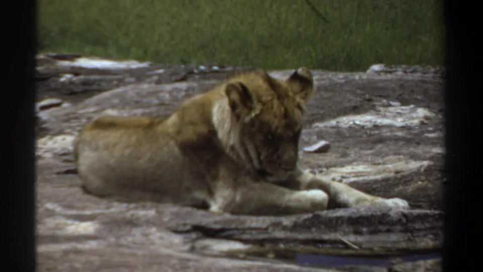 1969 Khartoum frame showing the lioness still resting on the rock, with soft focus, faded color, and dark gate or window edges.