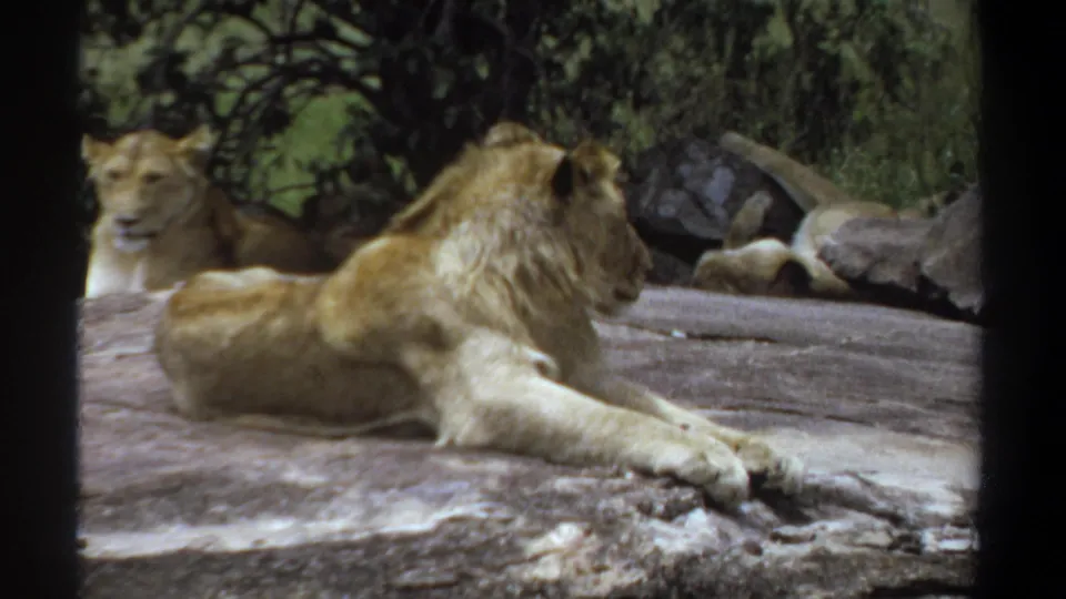 1969 Khartoum 8mm frame of a young male lion on a rock ledge, with a lioness nearby and planted enclosure scenery behind them.