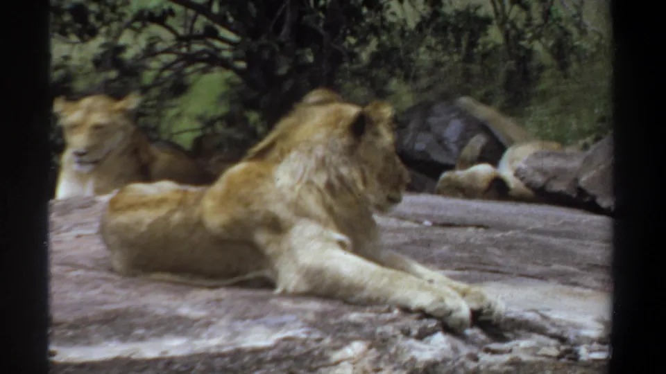 1969 Khartoum frame with a young male lion stretched across a rocky ledge and a lioness partly visible in the background enclosure.
