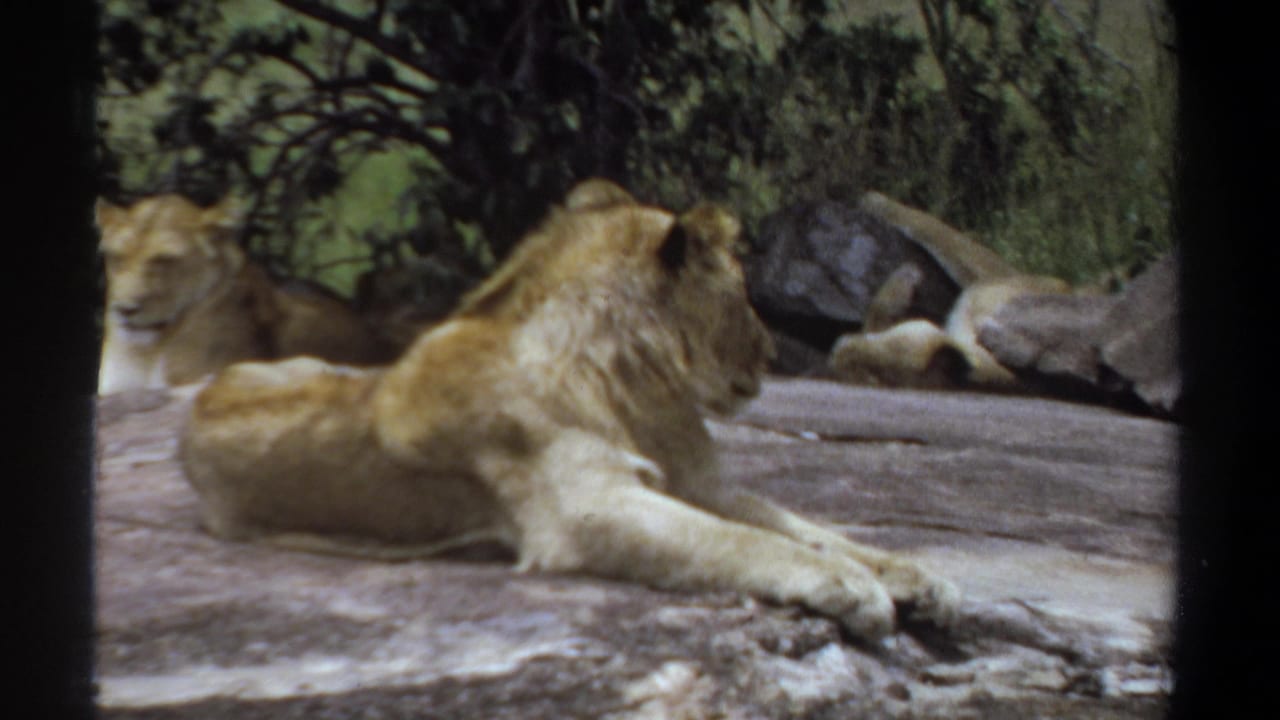 1969 Khartoum 8mm frame showing a male lion stretched on a broad rock with a lioness resting behind him in a leafy outdoor setting.