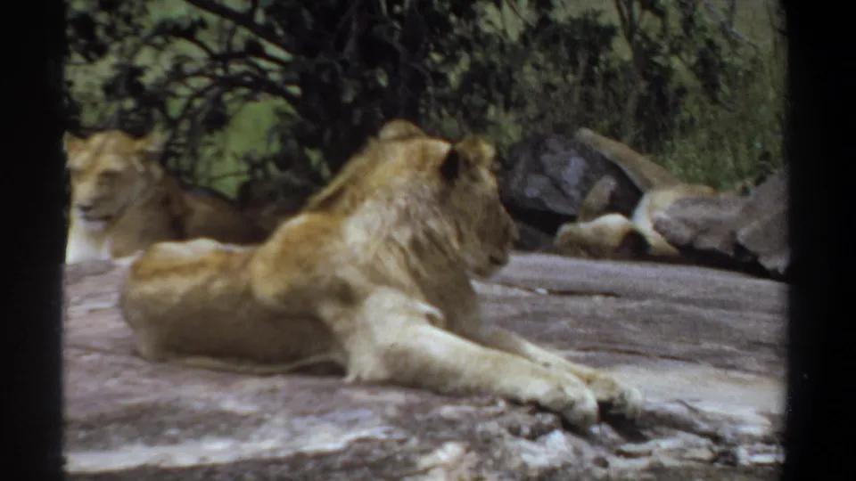 1969 Khartoum 8mm frame showing a male lion stretched on a broad rock with a lioness resting behind him in a leafy outdoor setting.