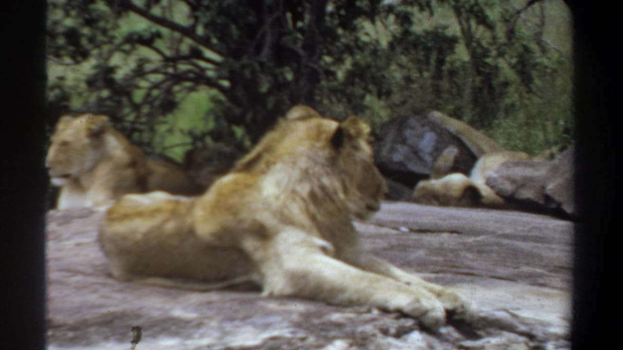 Male lion reclines on a flat rock while a lioness rests in the background.