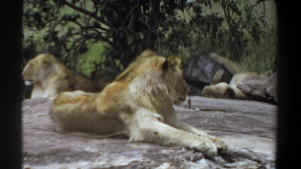 1969 Khartoum 8mm frame showing a male lion and lioness resting on a rock in a shaded, leafy enclosure or habitat.