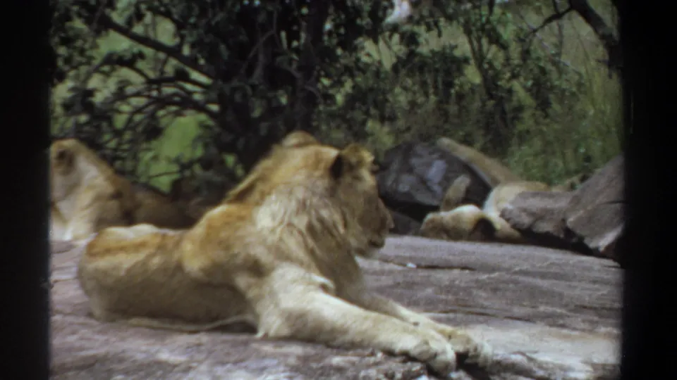 1969 Khartoum 8mm frame showing the male lion stretched forward on the rock, with the lioness partly obscured in the background.