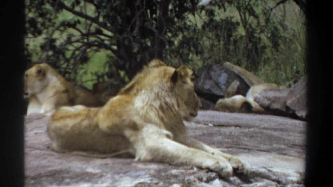 1969 Khartoum 8mm frame showing a male lion lying on a sunlit rock outcrop with another lion partly visible behind.