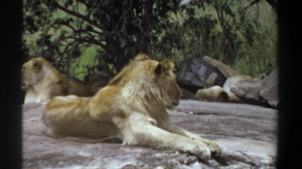 1969 Khartoum 8mm frame showing a male lion lying on a sunlit rock outcrop with another lion partly visible behind.