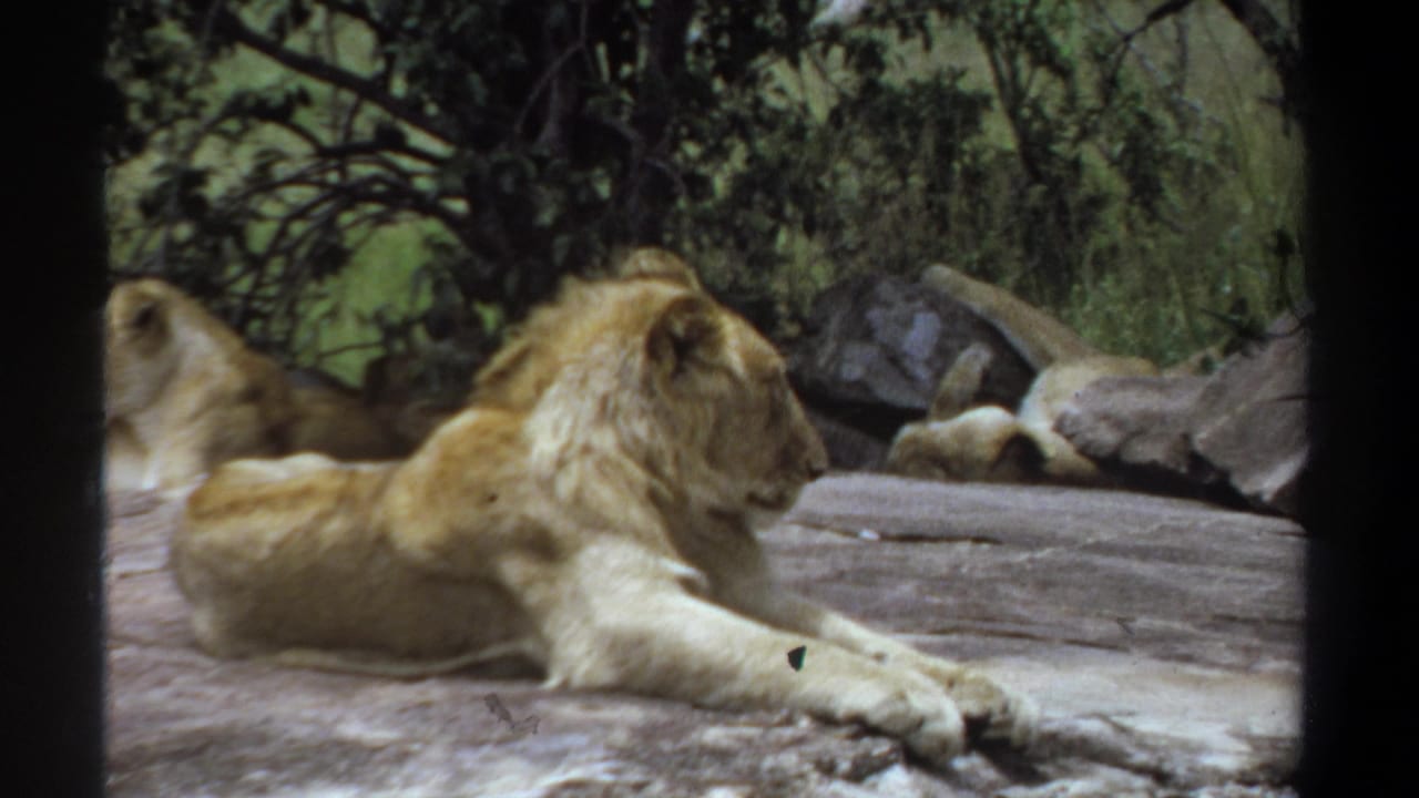 Resting male lion on rock with a lioness or second lion in the background.