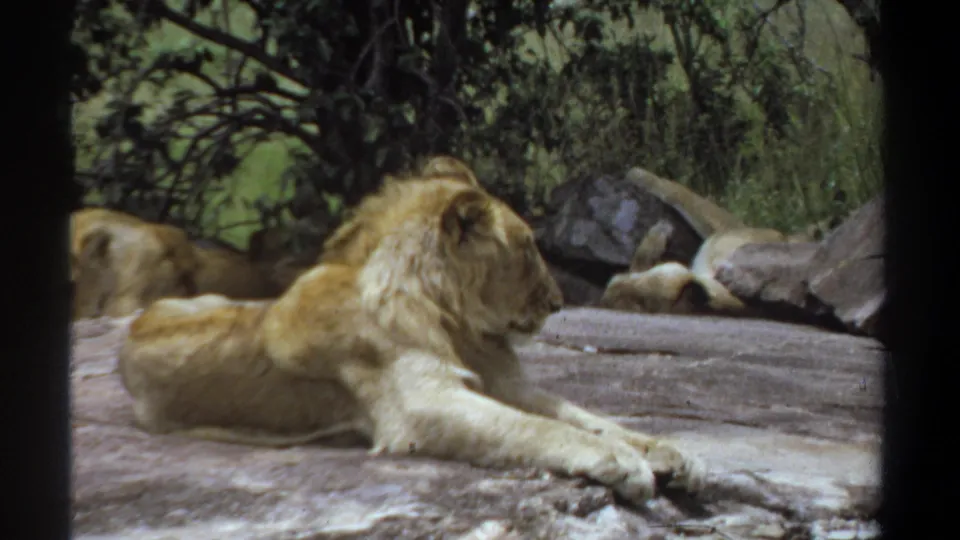 1969 Sudan 8mm footage frame showing a male lion stretched on a rock outcrop, with another lion partially visible to the left.