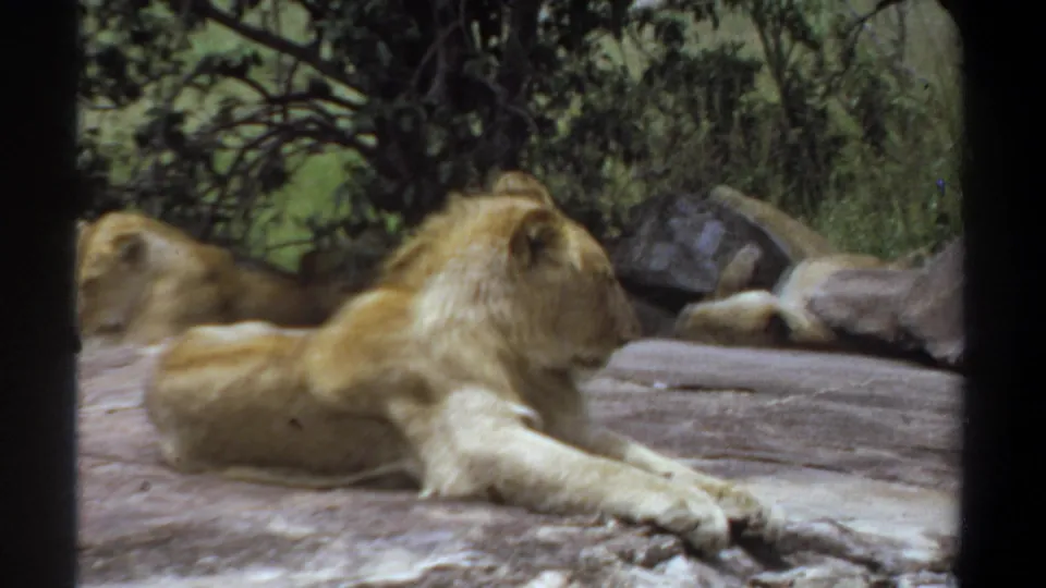 1969 Khartoum 8mm frame with a male lion resting in profile on a rock ledge, backed by shrubs, branches, and scattered stones.