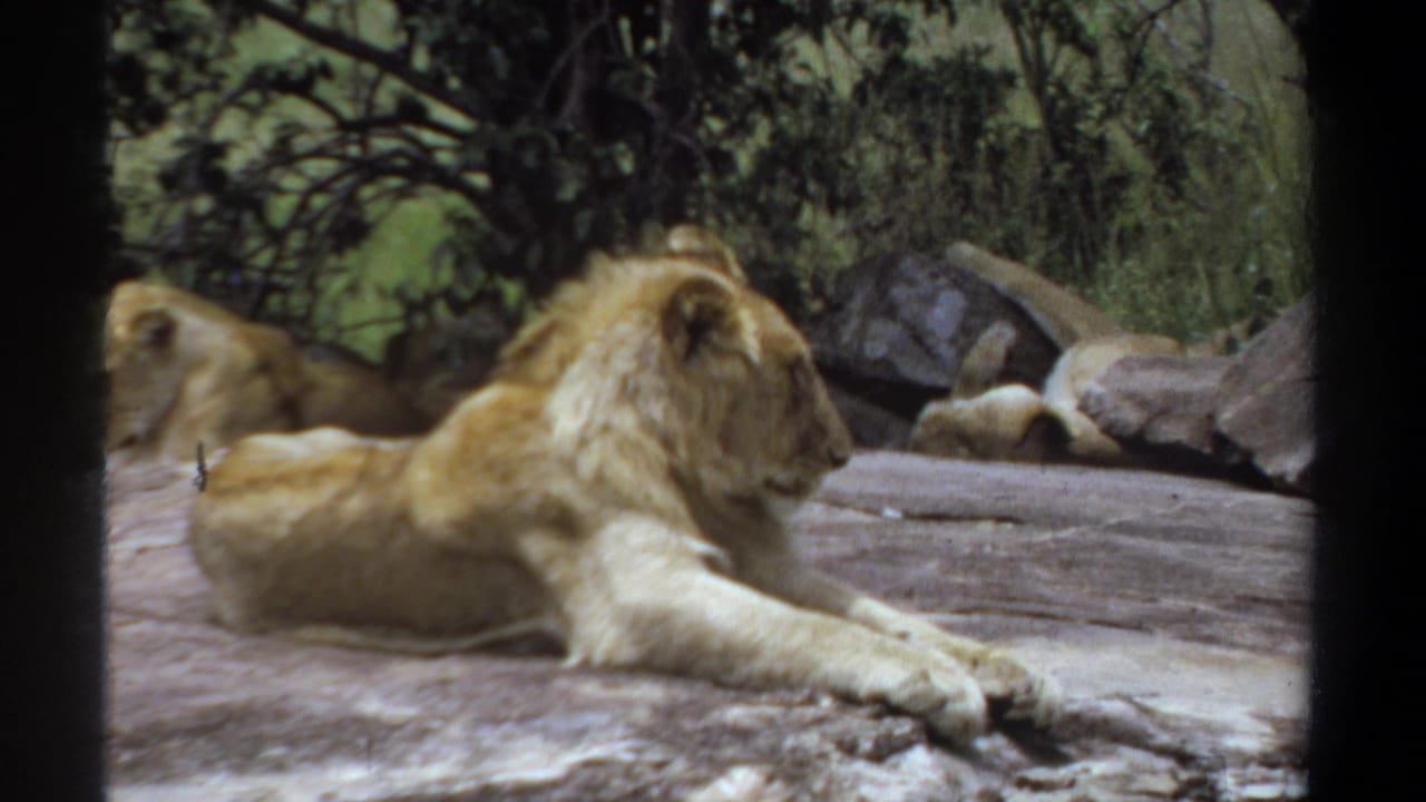 1969 Khartoum 8mm frame showing a young lion stretched on rock while two other lions rest in the background near leafy trees.
