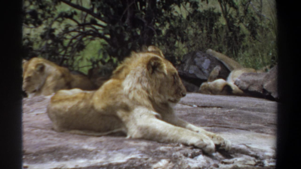 Foreground lion stretched on rock while another lion rests behind it under trees.