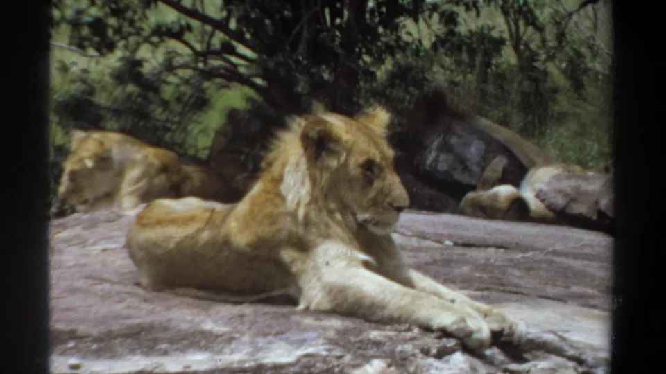 1969 Khartoum 8mm frame showing the foreground young lion turned toward camera, with two lions lying farther back by trees.
