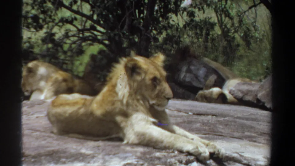 1969 Khartoum 8mm frame of a young lion resting in profile on rock, with another lion soft in the background beside trees and stones.