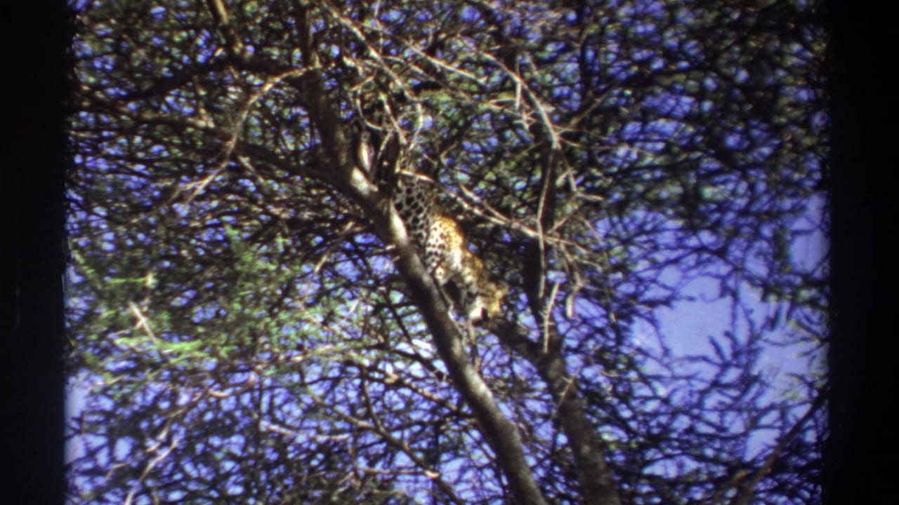 Spotted big cat partly hidden in tree branches against blue sky.