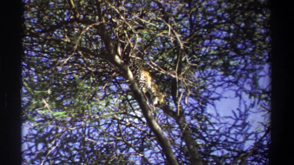 In 1969 Uganda home-movie footage, a likely leopard is partly obscured among tree branches against a bright blue sky.