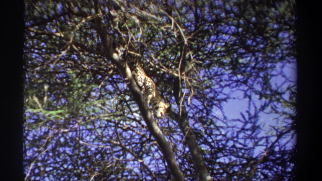 Spotted big cat descending along a slanted branch in a leafy tree.