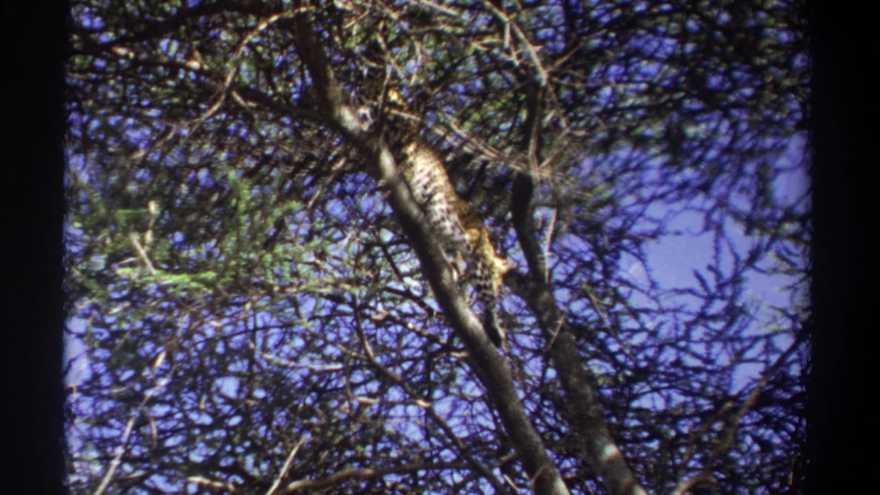 The likely leopard is stretched along a tree limb, partly blocked by branches and leaves in the 1969 Uganda footage.