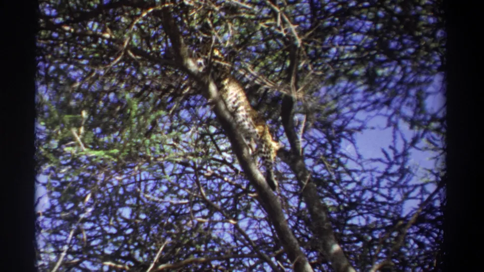 The likely leopard is stretched along a tree limb, partly blocked by branches and leaves in the 1969 Uganda footage.