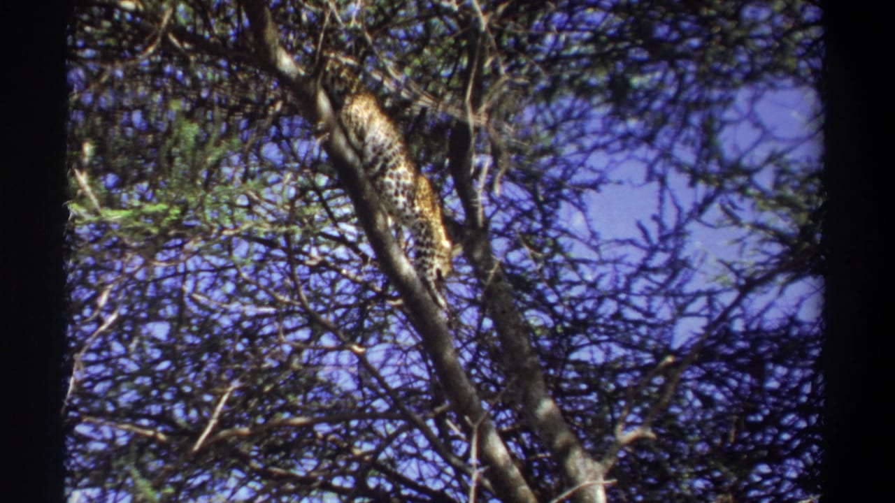 A spotted big cat, likely a leopard, descends through branches in vintage Uganda 8mm wildlife footage from 1969.