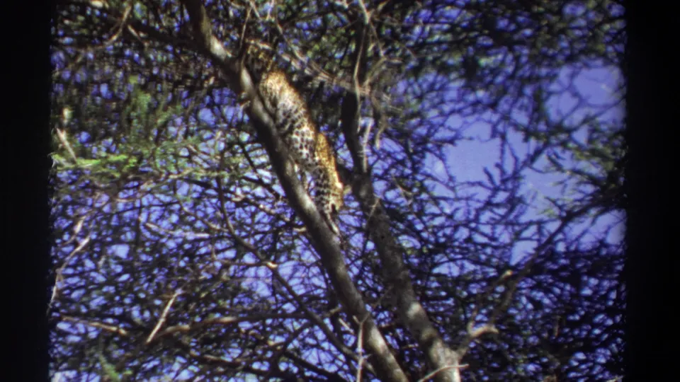 A spotted big cat, likely a leopard, descends through branches in vintage Uganda 8mm wildlife footage from 1969.