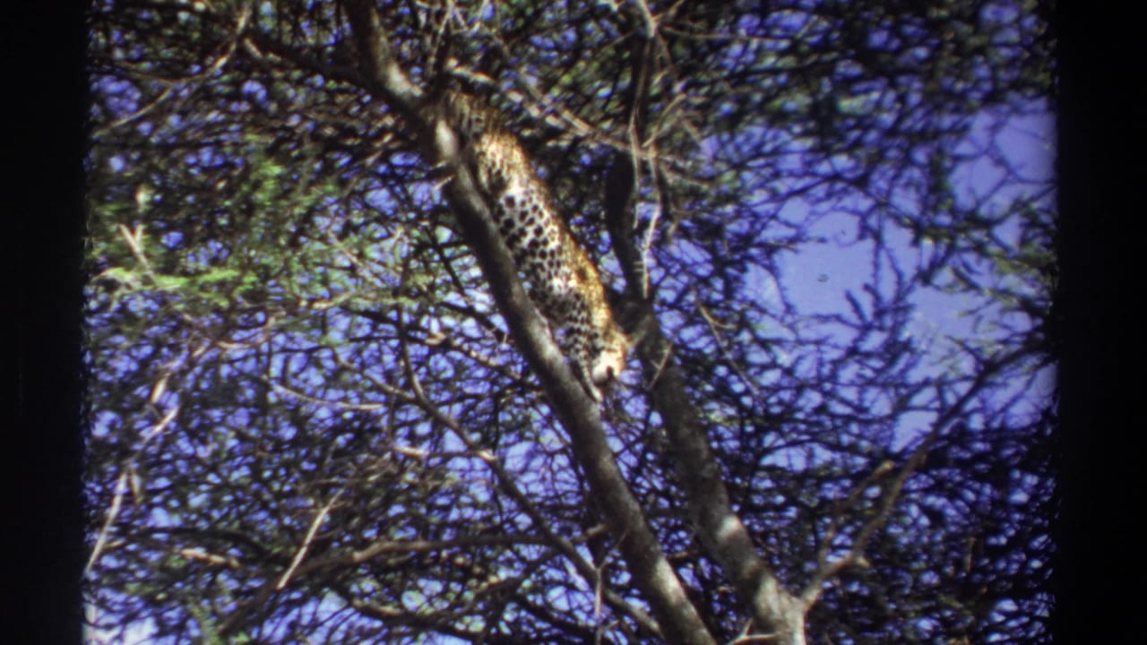 Leopard partly hidden among high tree branches against blue sky.