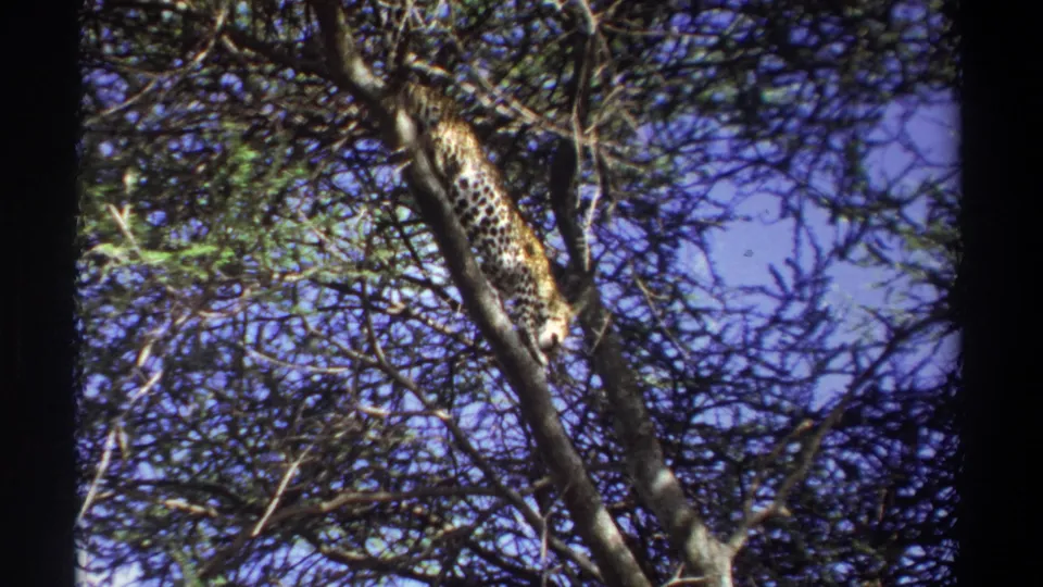 1969 Uganda 8mm frame showing a spotted leopard stretched along upper acacia branches, partly obscured by twigs and leaves.