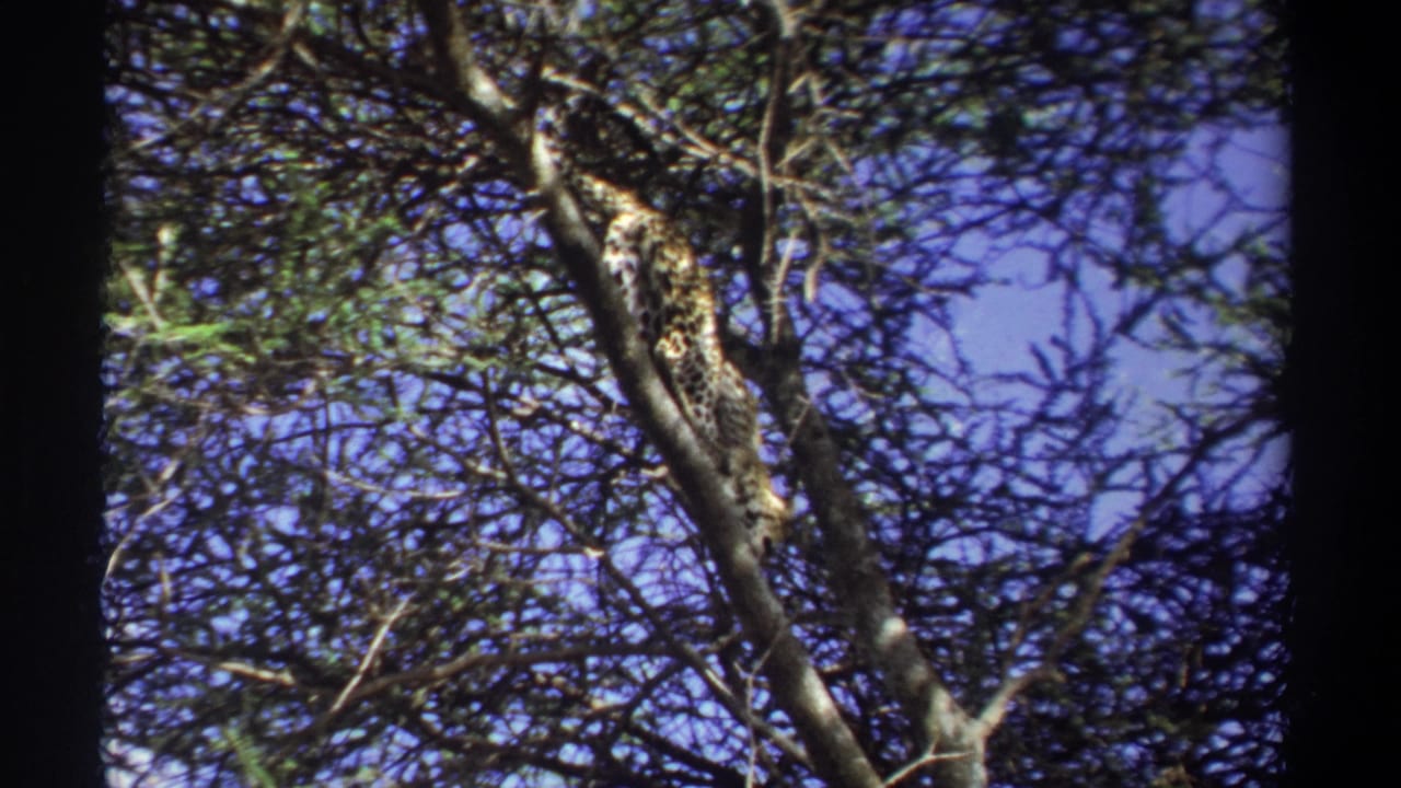 1969 Uganda 8mm frame with a leopard moving through a dense tree canopy, its body broken up by branches and shadow.