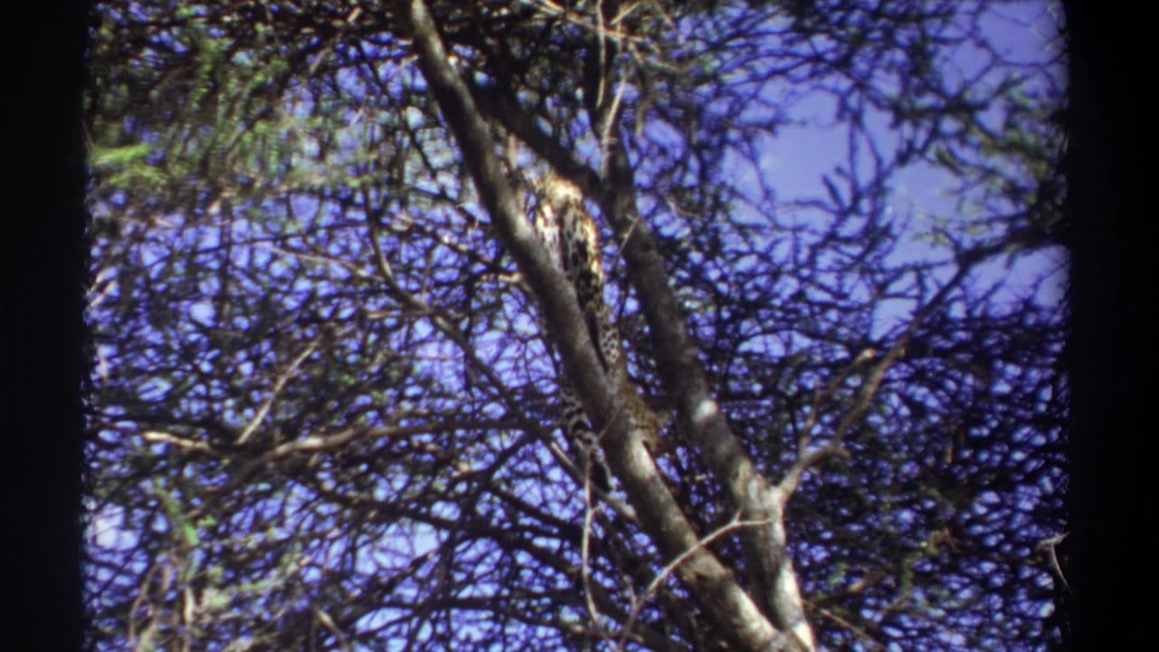 1969 Uganda 8mm frame showing the leopard lower in the canopy, with its spotted body visible between dark branches.