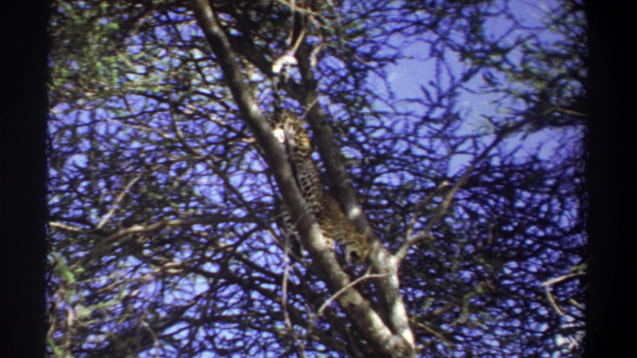 1969 Uganda 8mm frame with the leopard partly obscured on a vertical limb, surrounded by tangled acacia branches and sky.