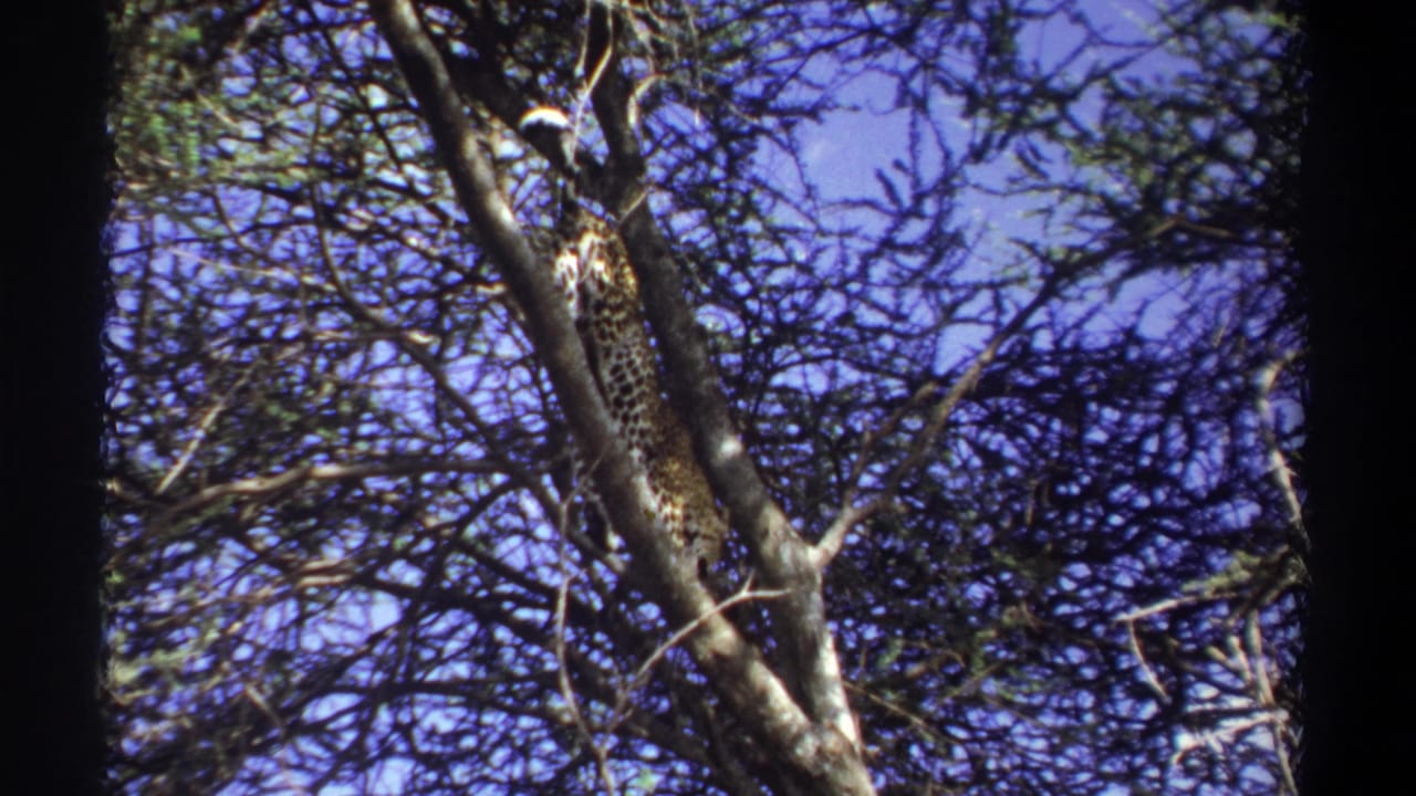 Leopard stretched along a tree trunk among branches against a blue sky.