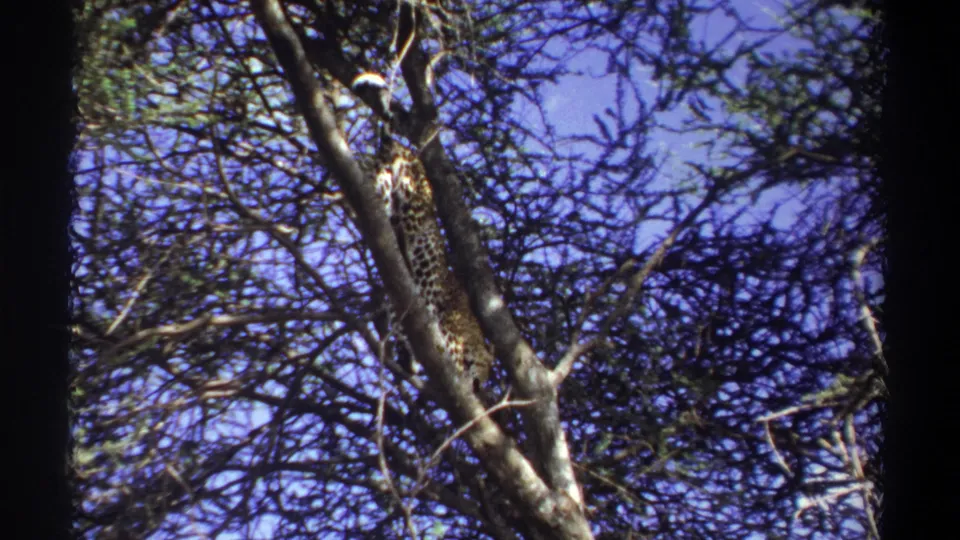 1969 Uganda 8mm frame showing a spotted leopard climbing or holding to a tree trunk amid dense branches and blue sky.
