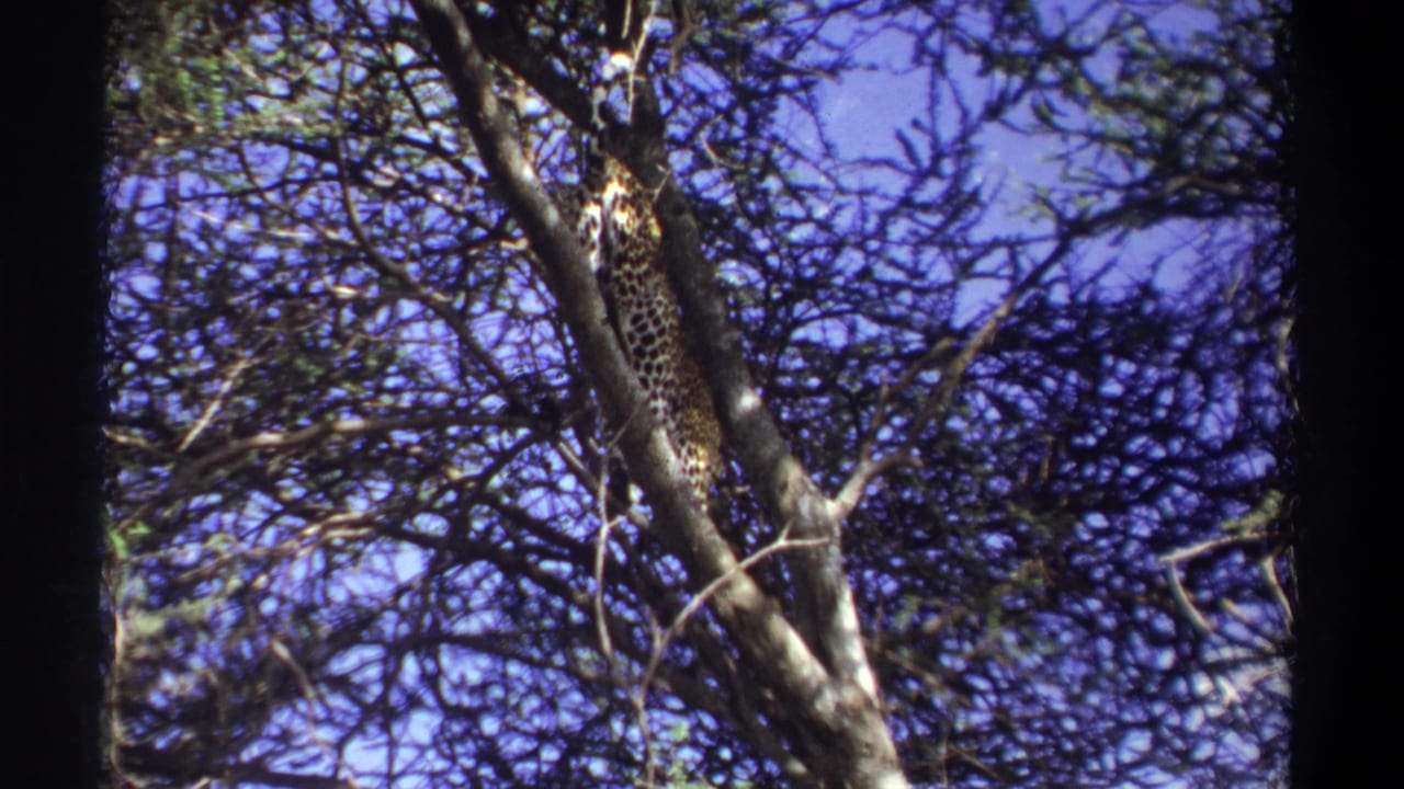 Leopard on a tree trunk with tangled branches filling the frame.