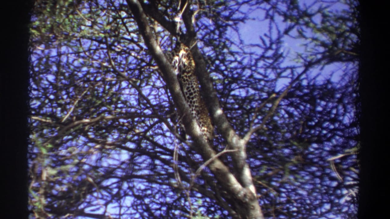 1969 Uganda 8mm frame with the leopard partially hidden by the trunk and branches during the upward-looking shot.