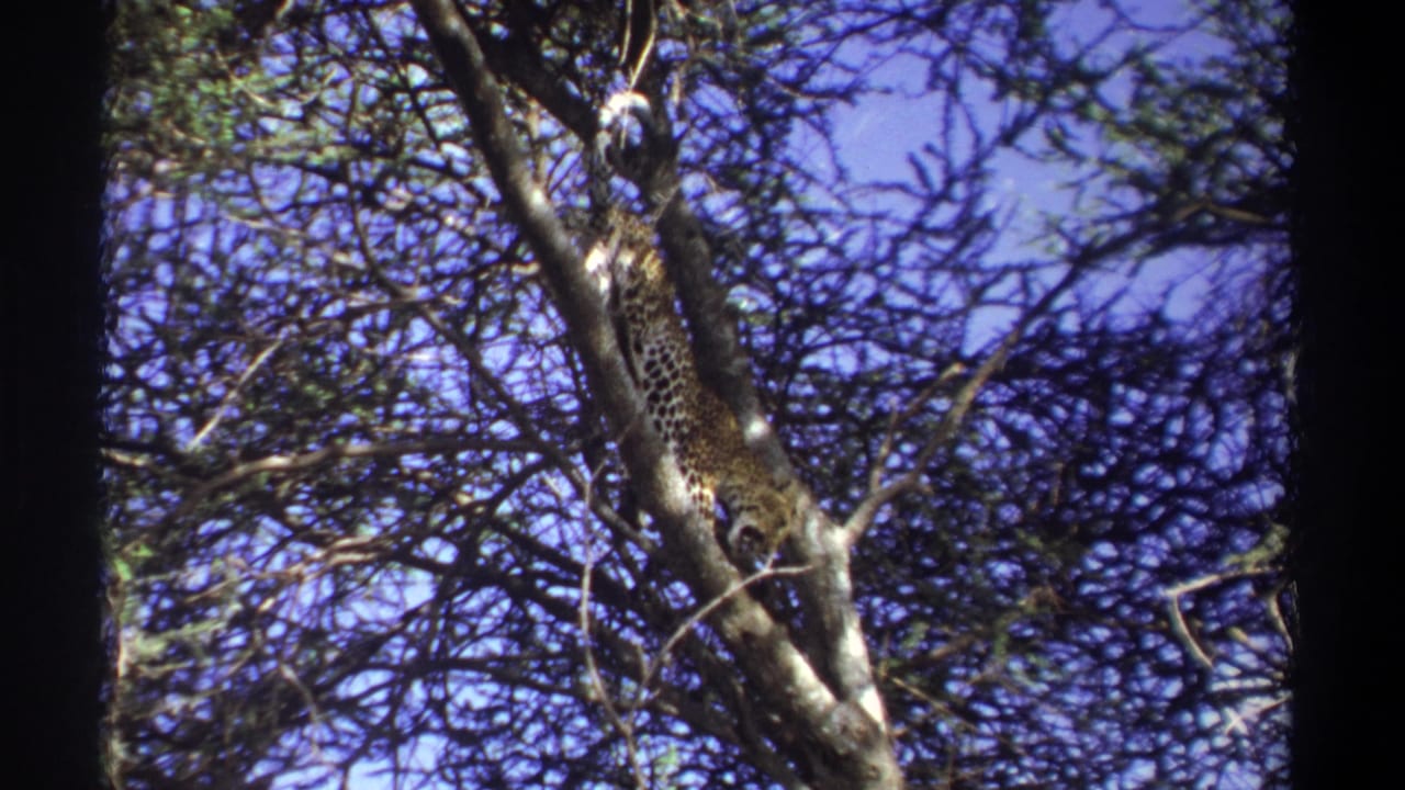 1969 Uganda frame showing the leopard more clearly along the trunk, surrounded by branches in a low-angle 8mm shot.
