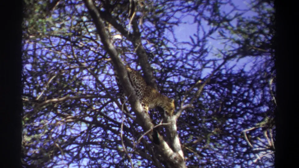 1969 Uganda 8mm frame of a leopard perched in a branching tree, viewed from below through foliage and film grain.