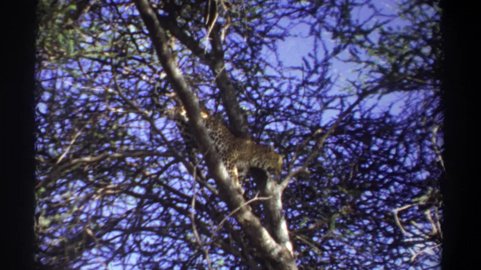 1969 Uganda home-movie frame showing a leopard moving cautiously along a branch under a blue sky.